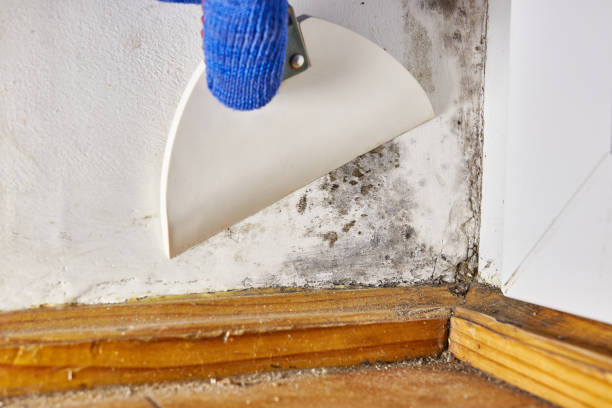 Best Emergency Mold Remediation  in Leonia, NJ